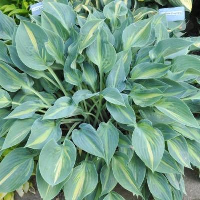 Hosta 'Stand by Me'